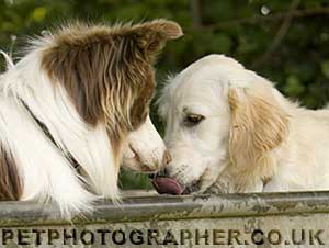 golden retriever