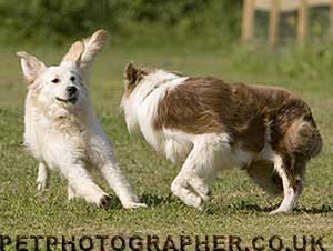 golden retriever