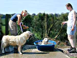 Dog Carer Au Pairs Golden Retrievers Magic and Wanda being cooled down with a hose by Johanna and Maria