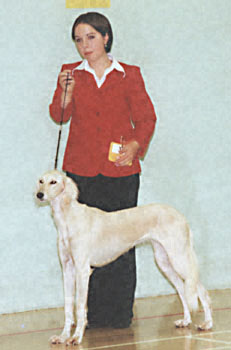 ukdha2001005saluki