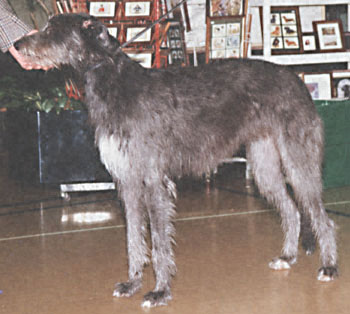 ukdha2001006deerhound