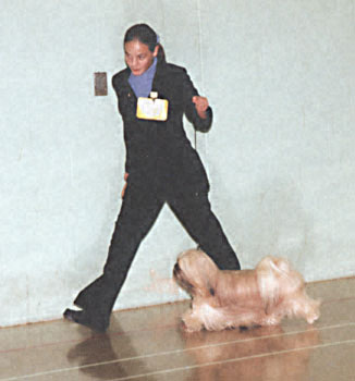 ukdha2001007shitzu