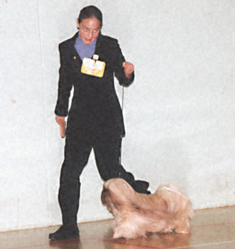 ukdha2001010shitzu