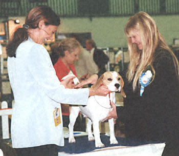 ukdha2001013beagle