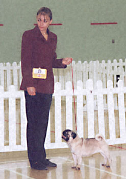ukdha2001016pug