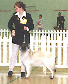 ukdha2001017bds
