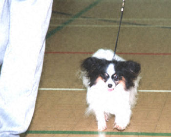 ukdha2001019pap
