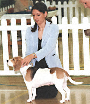 ukdha2001020beagle