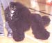 ukdha2001004poodle