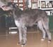 ukdha2001006deerhound