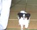 ukdha2001019pap