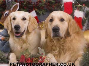 Golden Retrievers at Christmas