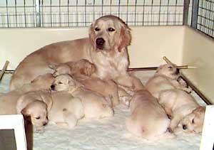 golden retriever litter