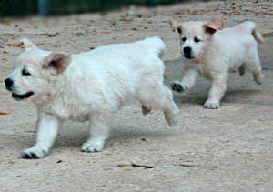At 7 and a half weeks puppies benefit from the company of other canines