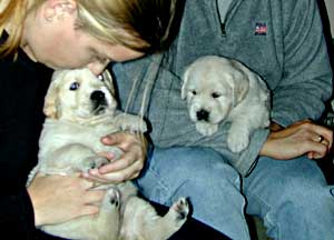 golden retreiver puppies  being cuddled