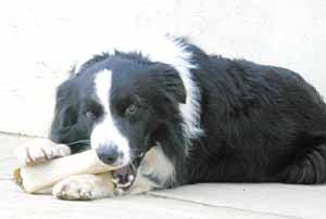 Border Collies: Scrumpy tucking into a bone