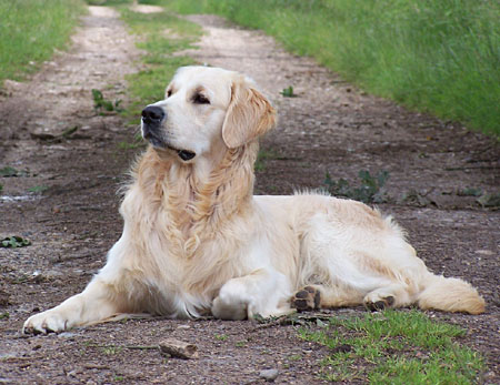 Golden Retriever Severus