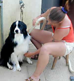 Au Pair Dog Carers Border Collie Scrumpy being  blasted dry