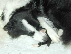 border collie puppy 