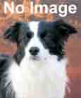 Border Collie Books