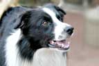 Border Collie, hercules