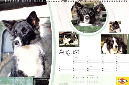 Border Collie, Mastamariners on the Pedigree Chum Calendar