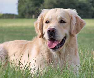 Golden Retriever Images