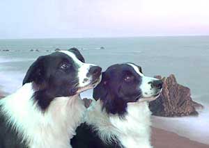 Border Collies, Cider and Hercules