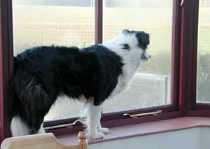 Border Collie, Cider on watch