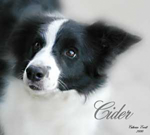 Border Collie, Cider