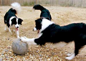 Border Collies Cider, Deborah and Scrumpy playing ball on the sand