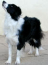 Border Collie Cursors Cider picture