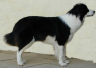 Border Collie Cursors Deborah picture