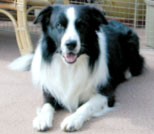 Border Collie Cursors Hercules picture