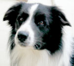 Border Collie Cursors Scrumpy picture