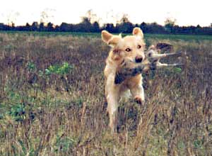 Au Pair Dog Carer Golden Retriever Daisy retrieving a pheasant