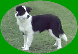 Border Collies: Deborah at six months old