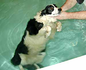 Border Collie Deborah swimming 