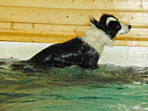 Border Collie Deborah shaking after swimming 
