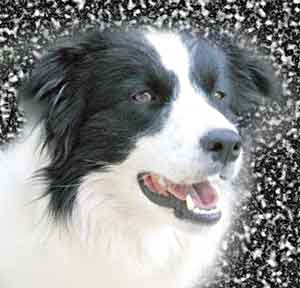 Border Collies: Deborah the beautiful