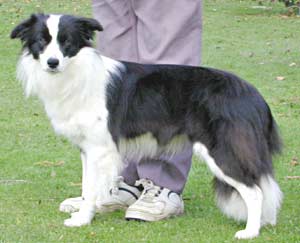 Border Collies: Deborah at a year old