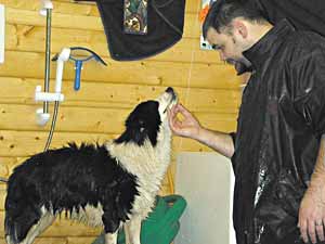 Border Collie Deborah thanking her swimming instructor