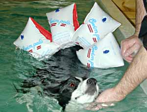 Border Collie Deborah swimming with water wings