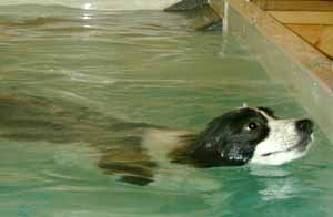 Border Collie Deborah swimming 