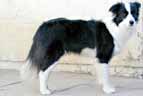 Border Collie, Deborah