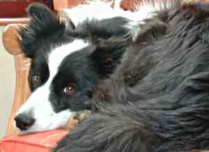 BORDER COLLIES AS PETS