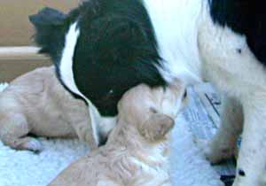 Border Collies: Deborah babysitting Isis' pups whilst mum has some time off.