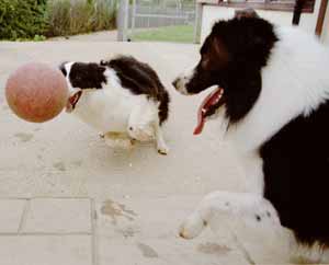 Border Collies Hercules adn deborah playing ball