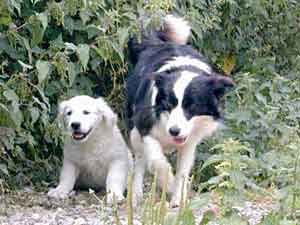 Border Collies: Deborah baby sitting Jet