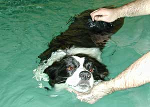 Border Collie Deborah floating 